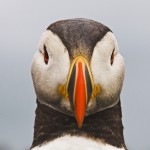 Skomer Island, Pembrokeshire