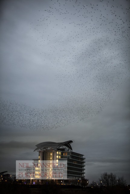 Murmuration-Cardiff-Bay-1