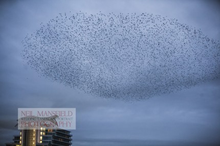 Murmuration-Cardiff-Bay-2