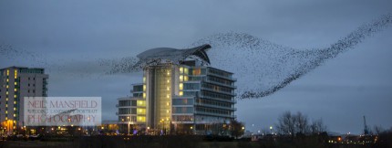 Murmuration-Cardiff-Bay-3