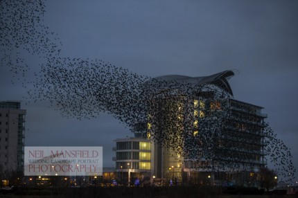 Murmuration-Cardiff-Bay-4