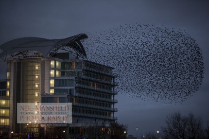 Murmuration-Cardiff-Bay-5