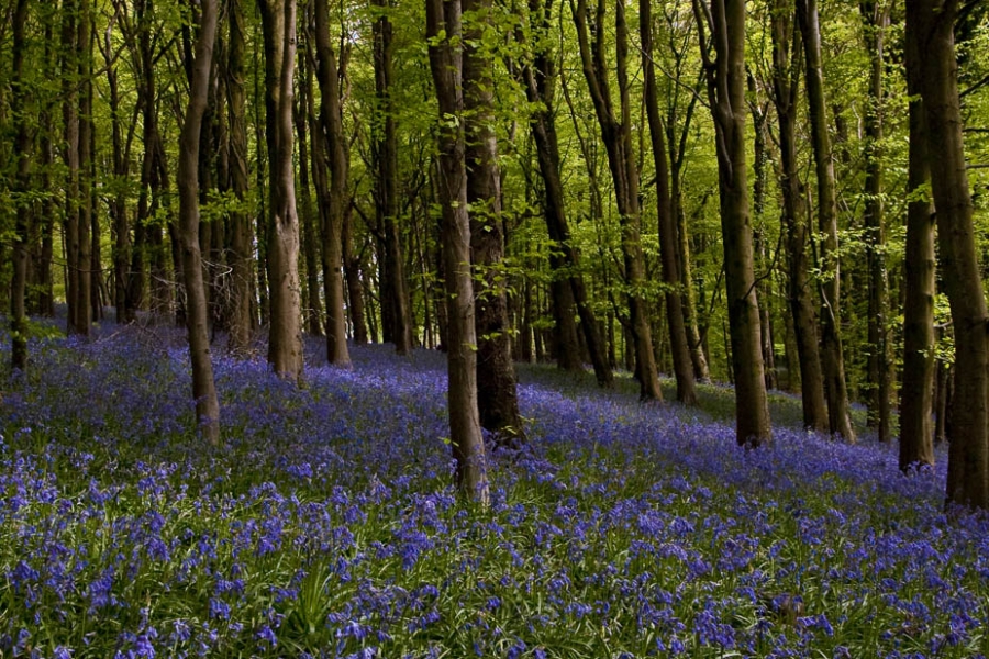 Cardiff Bluebells Landscape Photography Workshop Cardiff May 8th 2015
