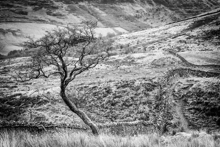 Craig Cerrig-Gleisiad a Fan Frynych National Nature Reserve