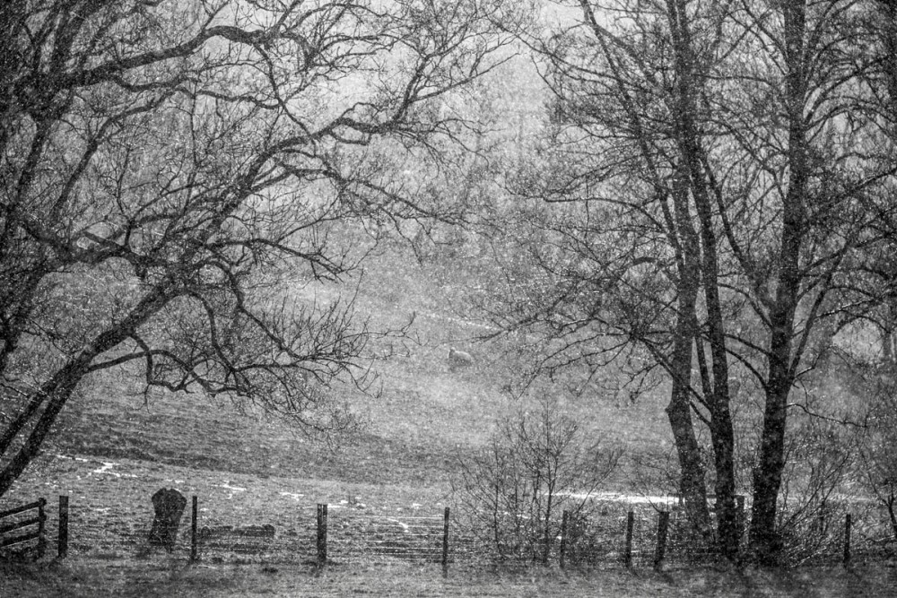 View from the back door
