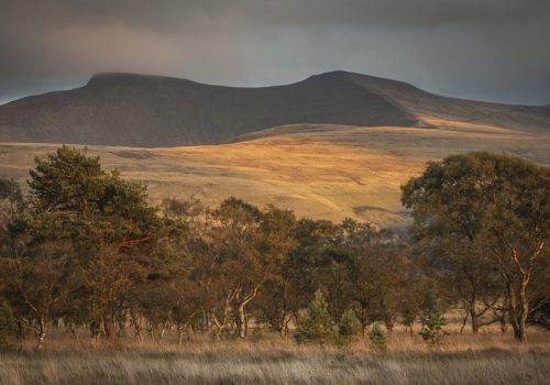 Mynydd Illtud Common